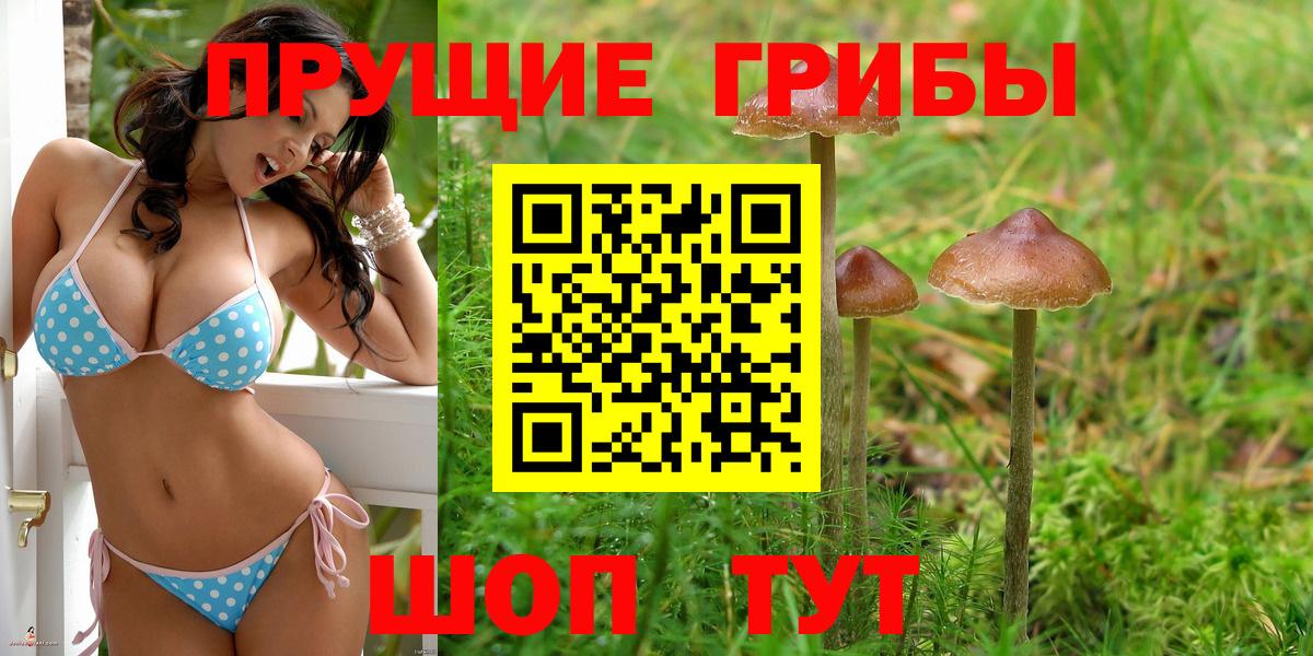 Псилоцибиновые грибы Psilocybe Орск